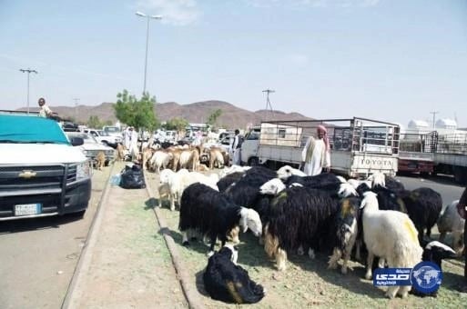 بالفيديو..تضرر مربي المواشي من فتح باب الاستيراد و هبوط الأسعار