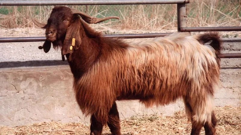 معاقبة صاحب كلب افترس ماعزا لابن عمه