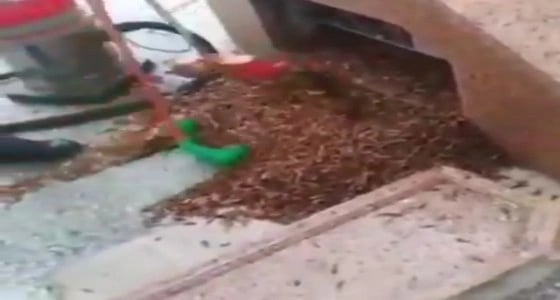 بالفيديو.. توقف مراوح مظلات المسجد النبوي بسبب الجراد