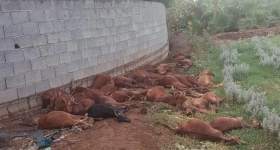 نفوق 30 رأسًا من الأغنام بفعل صاعقة رعدية في محايل