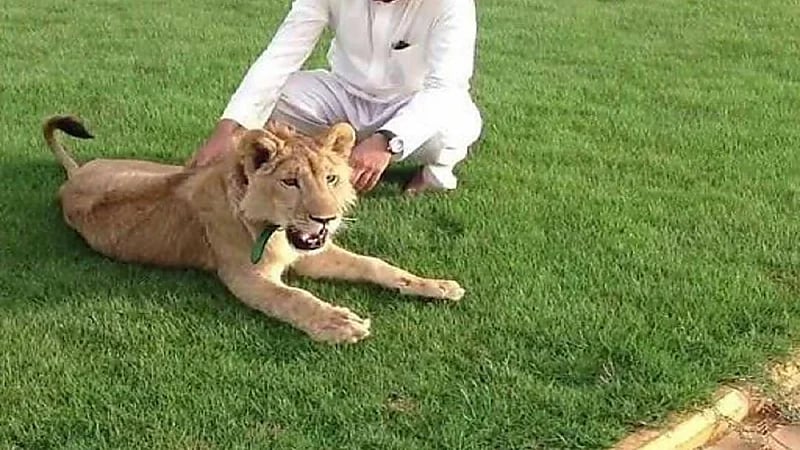 حقيقة صرف تعويضات لمن يسلم ما لديه من حيوانات مفترسة