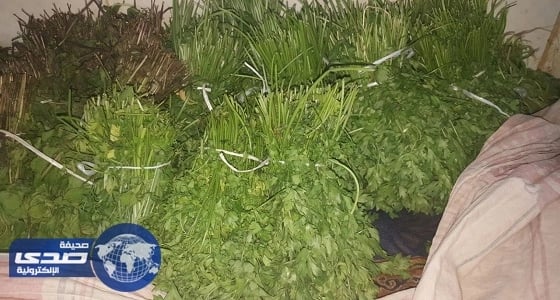 ⁠⁠⁠⁠⁠بالصور.. أمانة الشمالية تضبط أعشاب وخضروات ملوثة بالمبيدات
