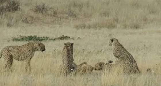 بالفيديو.. الغيرة تدفع 4 فهود لمهاجمة أنثى