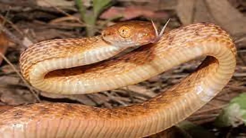 استخراج ثعبان من أمعاء رجل