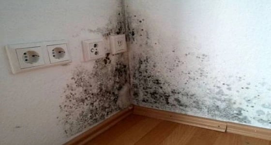 أضرار " العفن " على الصحة وطرق التخلص منه