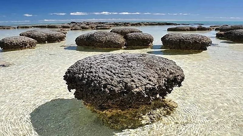 جيولوجي ينفي نشأة الحياة على أراضي المملكة قبل 3.48 مليار سنة