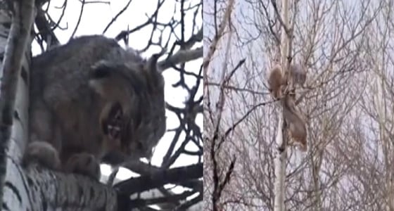 بالفيديو.. نهاية مأساوية لحيوان " وشق " حاول الزواج من أنثى