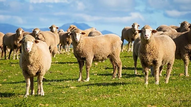 توصيات الإرشاد الزراعي بشأن تربية الأغنام في الشتاء