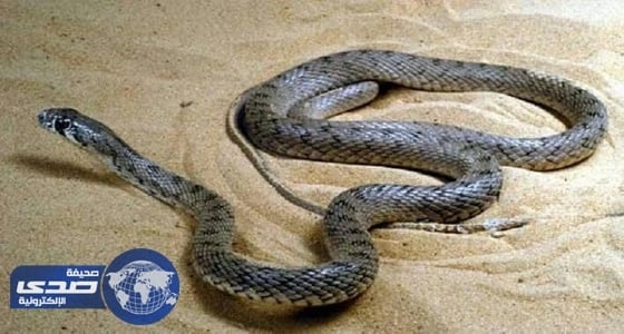 أفعى تتسبب في إحراق وجه شاب «بالقنفذة»