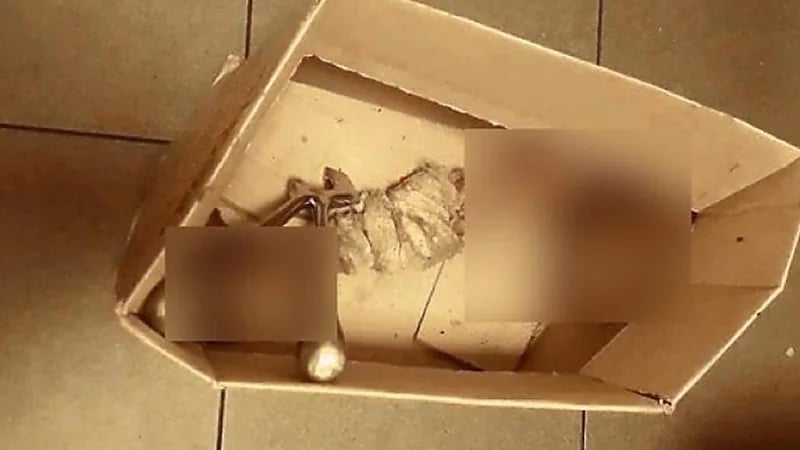 العثور على أجزاء لقدم بشرية