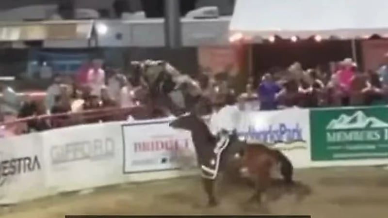 بالفيديو.. إنقاذ فتاة من السرطان بسبب نطحة ثور هائج