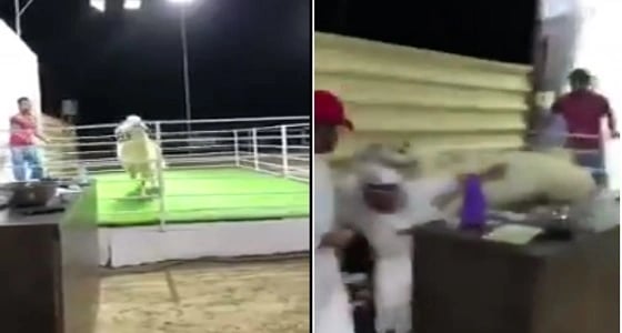 بالفيديو.. تيس يهرب من المزاد بقفزه مفاجئة ويعتدي على " لجنة التحكيم "