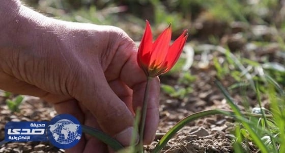 تركيا تشدد إجراءات الحماية بزهرة " تيوليب مانيسا "