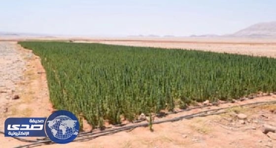 الأمن المصري يدمر 41 فدان مخدرات في حملة بالسويس وجنوب سيناء