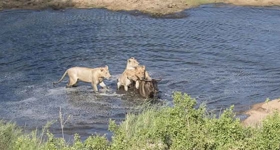 بالصور.. 4 لبؤات تستدرجن حيوانا بريا لافتراسه في النهر