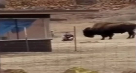 بالفيديو.. جاموس بري ينتقم من رجل حاول الاقتراب منه