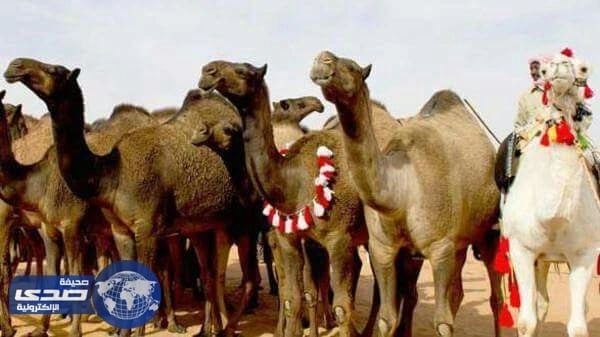 بالفيديو .. أحد ملاك الإبل يطلب إجراء عملية تجميل لأذن ناقه