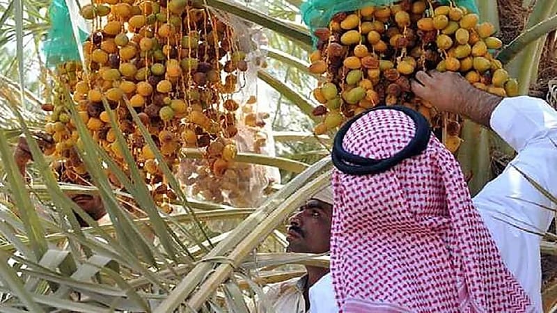 927 مليون ريال صادرات سعودية من التمور إلى 107 دولة حول العالم