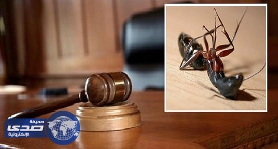 حقيقة محاكمة وافد بتهمة دهس " نملة "