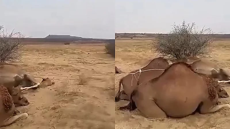 البرق يتسبب في نفوق عدد من الإبل جنوب القوز بالقنفذة.. فيديو