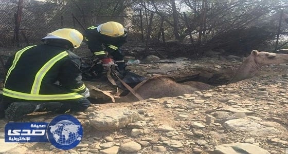 انقاذ جمل سقط بموقع صرف صحي في هروب