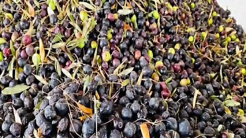 بالفيديو.. طريقة عصر الزيتون في منطقة الجوف