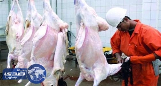 " البر الشرقية " تعلن توزيع 3 آلاف أضحية أول أيام العيد