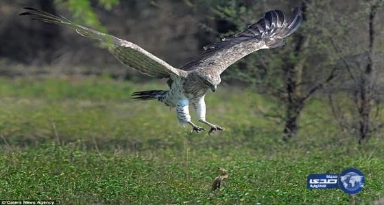 رئاسة المسجد النبوي تطلق حملة " الاحتساب في تبصير الشباب "