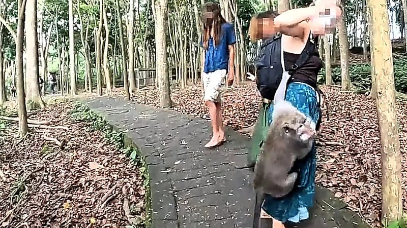 هجوم قردة على السياح في جزيرة بالي .. فيديو