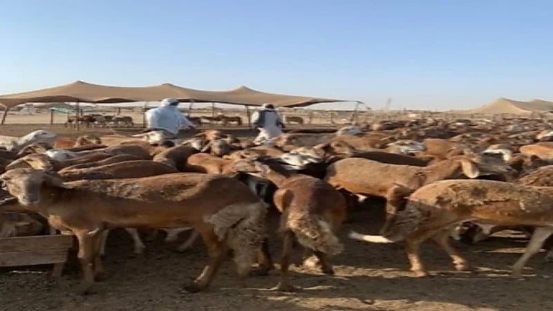 البيئة والزراعة: لا رسوم على دخول الماشية إلى أسواق النفع