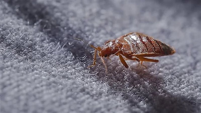 كابوس بق الفراش يتفشى في دولة أخرى بعد غزوه لفرنسا