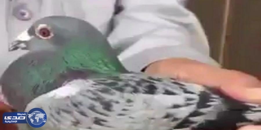 بالفيديو..فصل رقبة حمامة بسبب خلاف بين صاحبها ومربي حمام