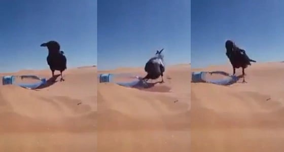 بالفيديو.. غراب يفتح زجاجة ماء بطريقة مدهشة