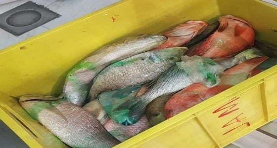 بالصور.. حملة رقابية على سوق الأسماك المركزي بـ " الكعكية "