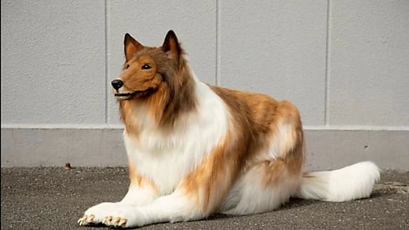 رجل ينفق 16 ألف دولار لتقليد شكل كلب