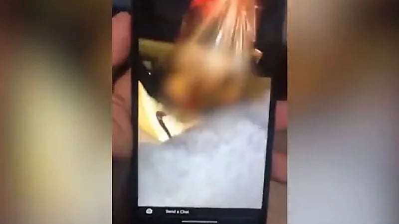 شاهد .. قاتل تكساس يذبح قططا ويحملها ملطخة بالدماء