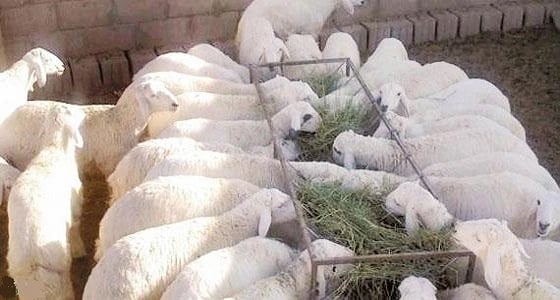 مهلة أسبوعين لإزالة حظائر الأغنام والماشية في ينبع