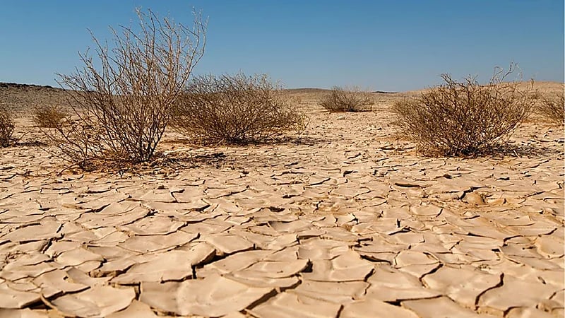 مختص يحذر من خطر التصحر بالمملكة