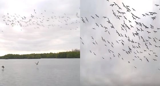 فيديو مذهل لعشراء الطيور في غطسة جماعية لاصطياد الأسماك