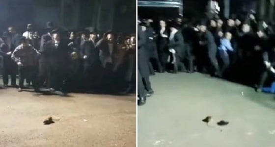 بالفيديو.. فأر يرعب جمعا غفيرا من اليهود ويخرب احتفالهم