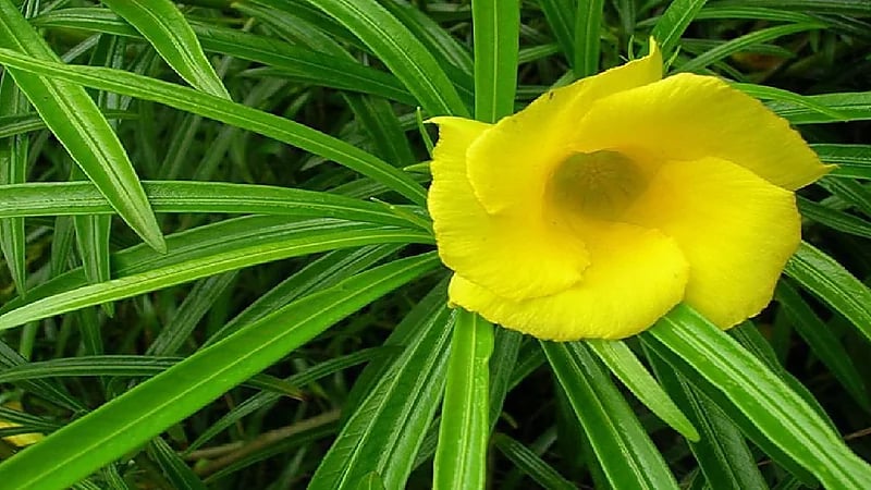 بالفيديو.. مختص يحذر من نبتة سامة تزرع في الحدائق العامة والمنازل