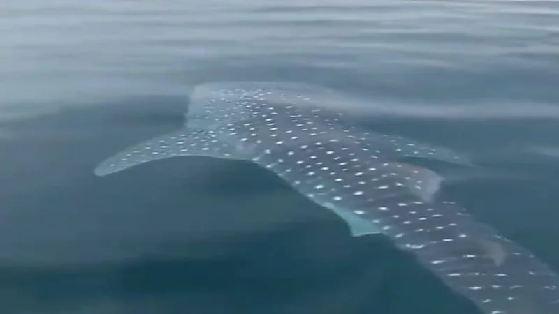 شاهد.. قروش ضخمة تفاجئ عدد من السياح في جزر فرسان