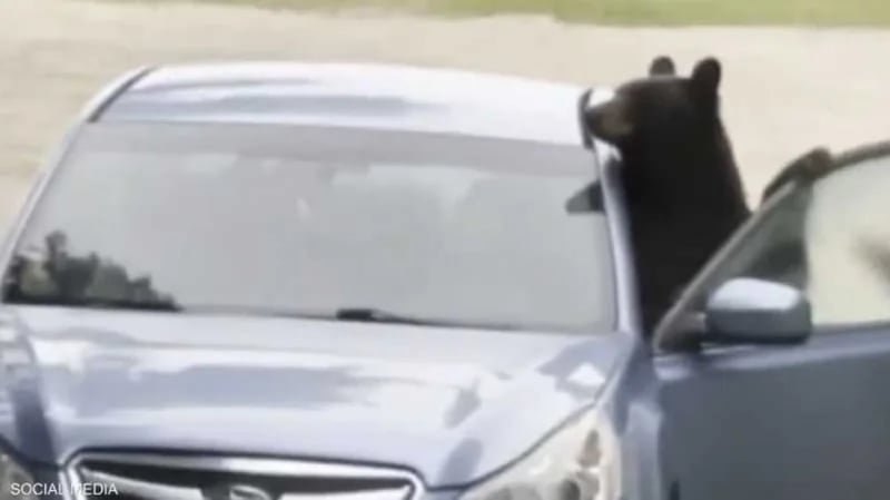 بالفيديو.. دب يخرب سيارة بعد أن حوصر فيها