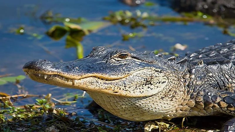 شاهد.. نجاة أمريكي بأعجوبة من هجوم تمساح ضخم