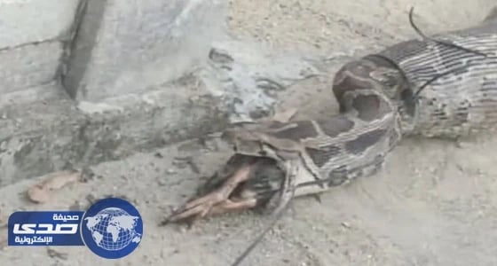 بالفيديو والصور.. السكان يمسكون باللص متلبساً.. ثعبان ضخم يسرق الطيور