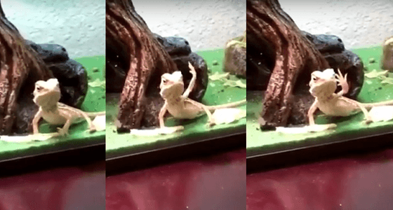 بالفيديو.. سحلية ترد التحية لصاحبها