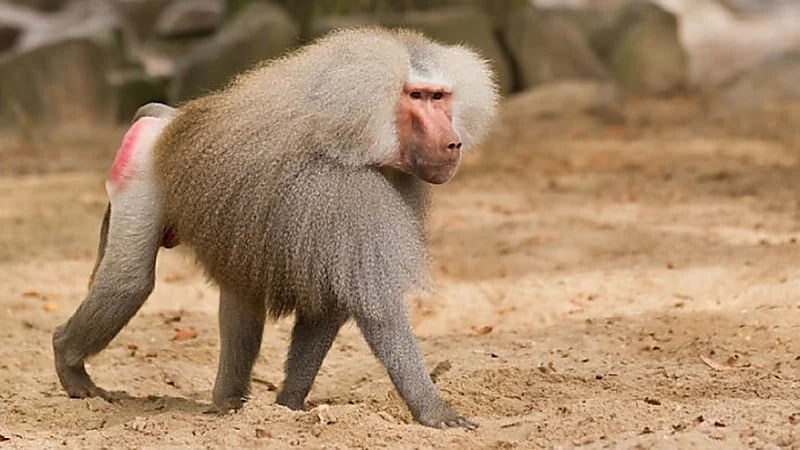 بالفيديو .. خطة مرتقبة لـ "الحياة الفطرية" لمكافحة قرود البابون بعسير ومكة المكرمة