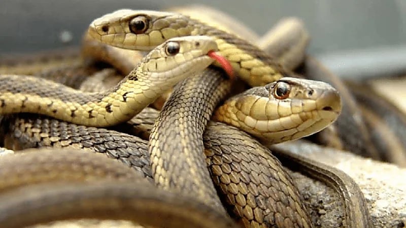 سيدة تتفاجئ بوجود 18 ثعبانًا تحت سريرها