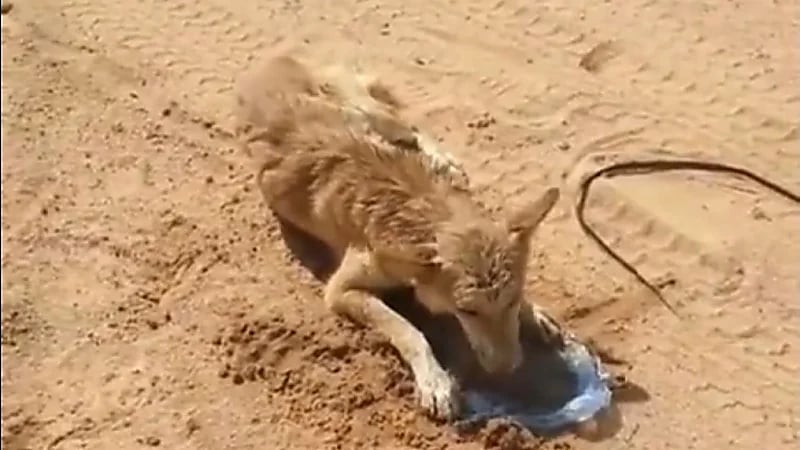 بالفيديو .. مواطن ينقذ حياة ذئب