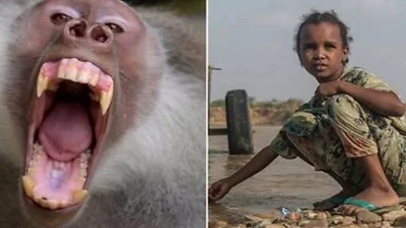 بسبب الجفاف.. قرود تُصاب بالجنون وتهاجم الأطفال لسد جوعها